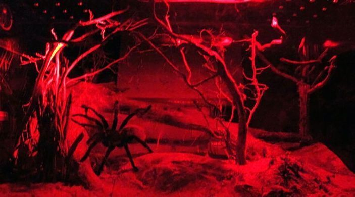 Exo Terra (Екзо Терра) Infrared Basking Spot - Лампа розжарювання інфрачервона для тераріуму, 50W