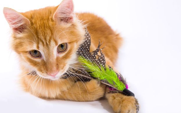 Hartz Just For Cats Kitty Caster Cat Toy- Іграшка для кішок - вудка з рибкою, пір'ям і з котячою м'ятою