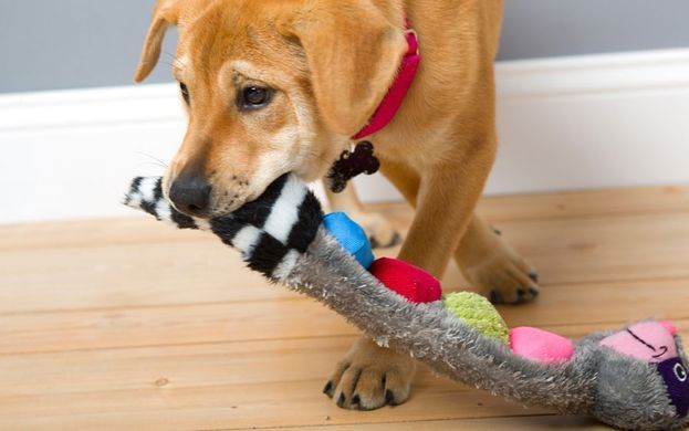 Hartz Squeakerz Dog toy -Іграшка для собак - м'яка, з пищалками (бобер, єнот, лисиця)