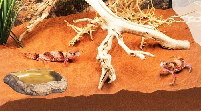 Exo Terra (Екзо Терра) Feeding Dish - Годівниця пластикова для рептилій, 21x18x3 см