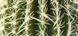 Exo Terra (Екзо Терра) Desert Plant Barrel Cactus - Пластикова декоративна рослина для тераріуму, 12 см