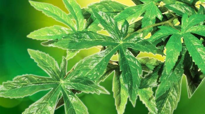 Exo Terra (Екзо Терра) Silk Plant Abutilon - Декоративна рослина для тераріуму з шовку, 45 см