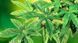 Exo Terra (Екзо Терра) Silk Plant Abutilon - Декоративна рослина для тераріуму з шовку, 45 см