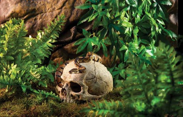 Exo Terra (Екзо Терра) Primate Skul - Декорація укриття Череп людини, 15х11х12 см