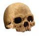 Exo Terra (Екзо Терра) Primate Skul - Декорація укриття Череп людини, 15х11х12 см