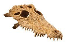 Exo Terra (Екзо Терра) Crocodile Skull - Декорація укриття Череп крокодила, 23x17x7,5 см