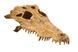 Exo Terra (Екзо Терра) Crocodile Skull - Декорація укриття Череп крокодила, 23x17x7,5 см