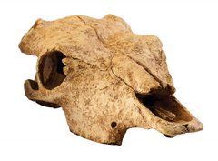 Exo Terra (Екзо Терра) Buffalo Skull - Декорація укриття Череп бика, 24x14x9 см