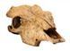 Exo Terra (Екзо Терра) Buffalo Skull - Декорація укриття Череп бика, 24x14x9 см